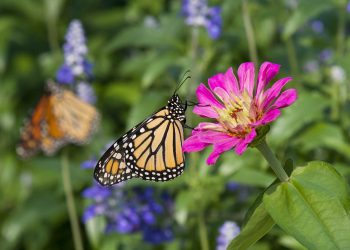 Monarch Butterfly