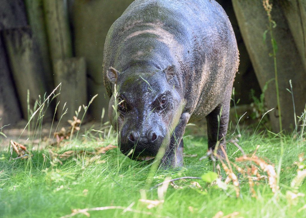 A hippopotamus looks forward with its head towards the ground.