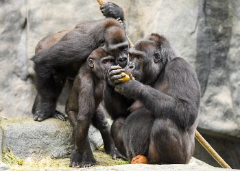 Brookfield Zoo’s western lowland gorillas will have new outdoor spaces when the expansion is complete. credit- CZS-Brookfield Zoo)