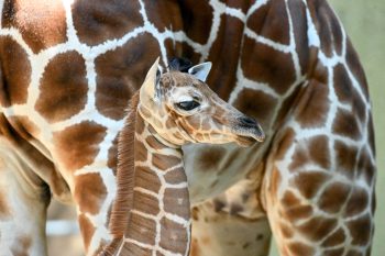 Brookfield Giraffe Calf
