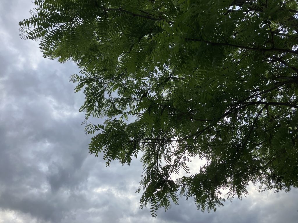 An overcast sky with a tree hanging over it.