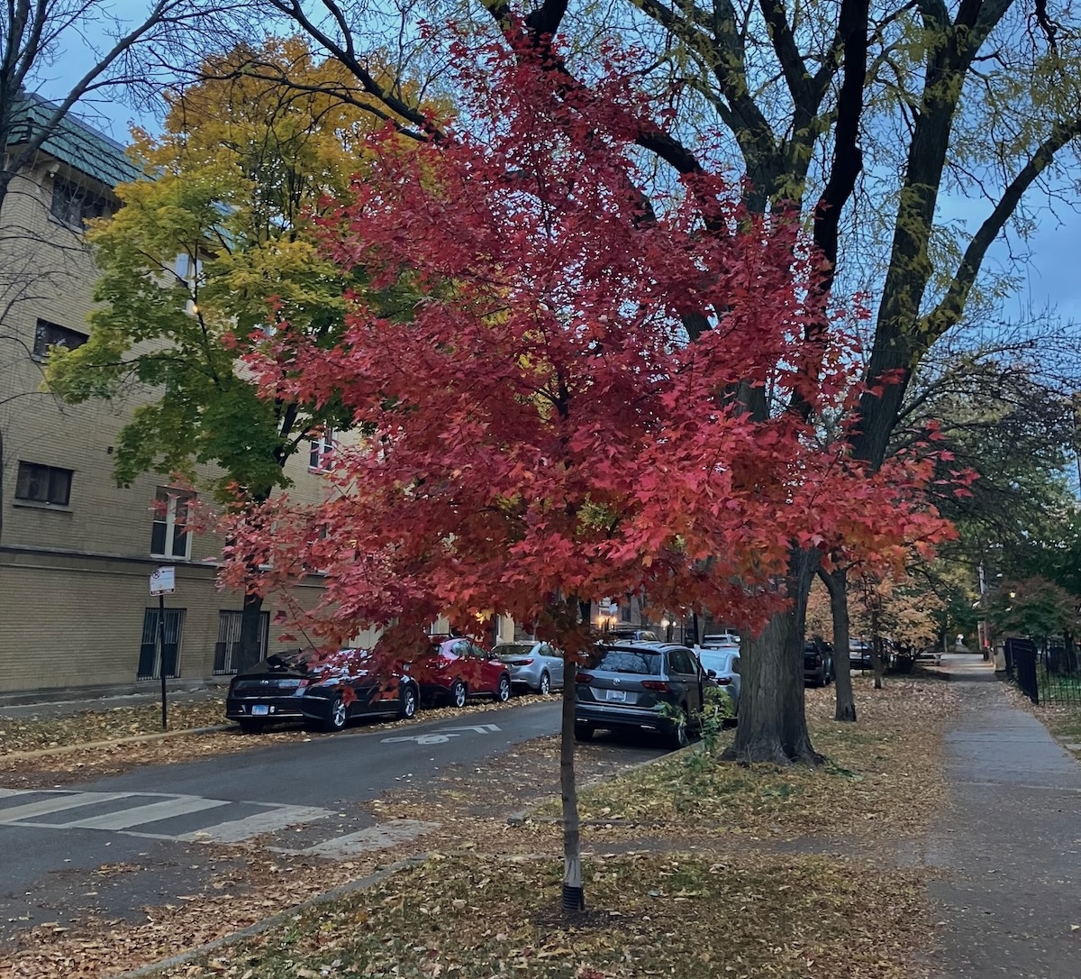 Today In Culture, Tuesday, November 11, 2025: Auditorium Theatre’s Restoration Plans | Loop’s Resto Recovery | “Dick Clark’s New Year’s Rockin’ Eve” Adds Chicago