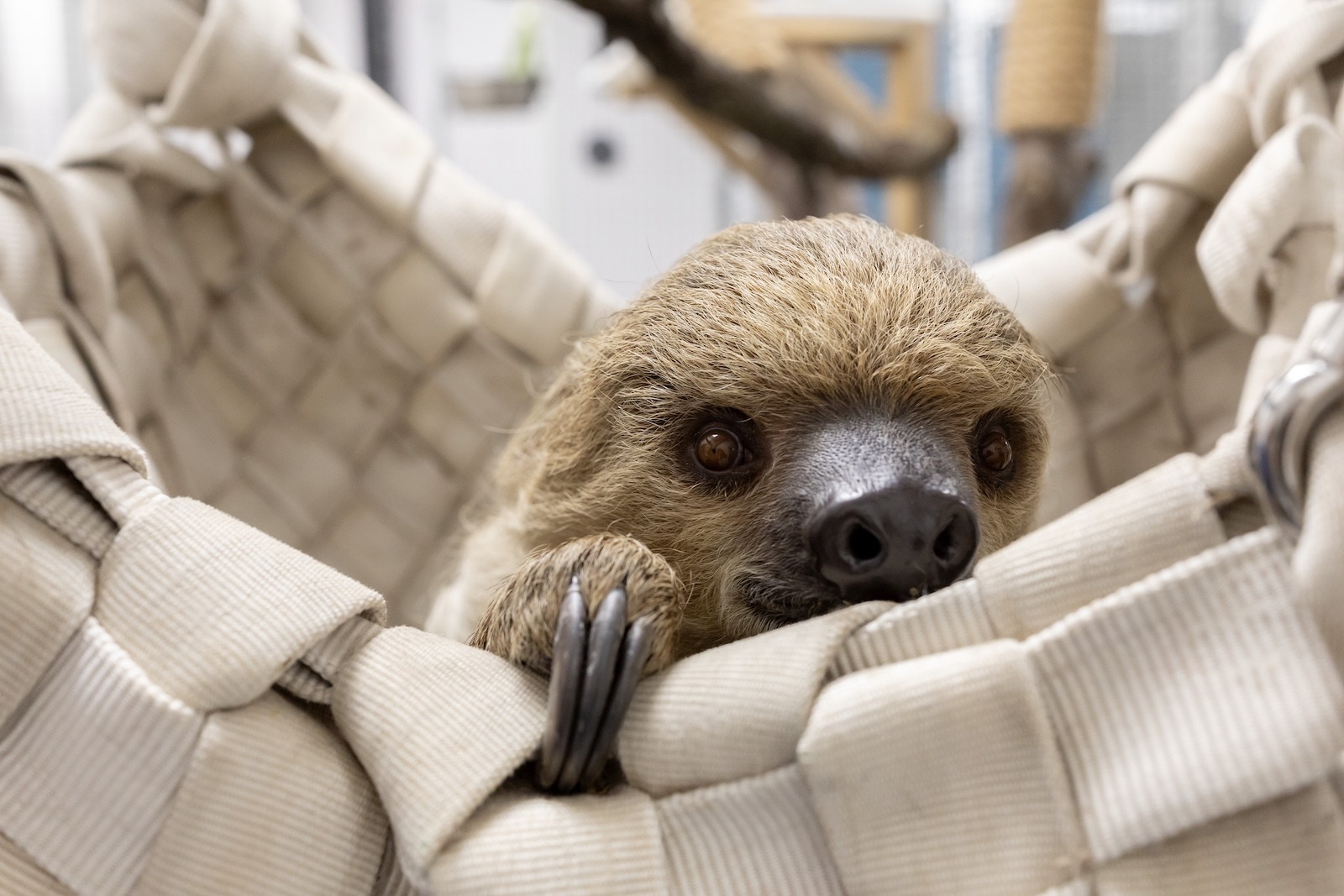 Today In Culture, Friday, November 21, 2025: Joe Flamm’s Euro-Style Bar Tutto | The Bloodshot Records Story |  Why Arts Groups Decline NEA Grants