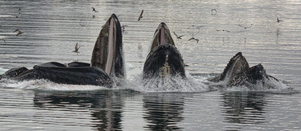 Whales jump out of the water with seagulls flying over the water.